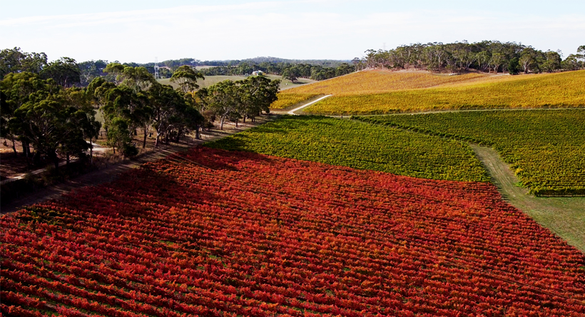 Echunga Vineyard